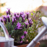 Градинска лавандула: грижи и засаждане в лятната им вила, правила з...