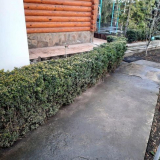 Чешир - засаждане и грижа за растение в лятна вила...