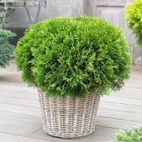 Сферична туя: ​​разнообразие от сортове, характеристики на засаждане и отглеждане