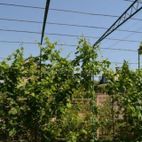 Ръководител за грозде: чертежи, производствена процедура