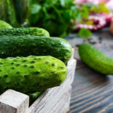 Сортове краставици - описание на най-добрите семена, списък на най-продуктивните сортове. Опции за използване на краставици (снимка + видео)