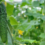 Крастави сортове - най-проклетите оценки за кацане в средната лента. 120 снимки на най-добрите почвени степени