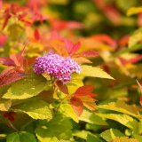 Спира: топ 160 снимки на сортове. Описание на сортовете и видовете....