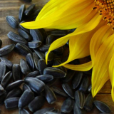 Дати на сеитба и засаждане на слънчоглед през 2022 г.: пълноправна грижа