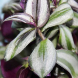 Заготовката: правила за кацане и отглеждане в градината, ползите от...