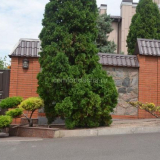 Туя западна - грижа и отглеждане на дърво в градината...