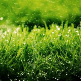 Появка за тревни площи - практически методи и методи за регистрация с помощта на трева (115 снимки и видео описание)