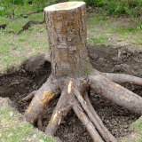 Всички методи за изкореняване на пънове на обекта...