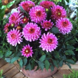 Отглеждане на георгини в саксии: съвети от опитни производители на цветя