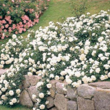 Отглеждане на почвопокривни рози: златни правила за начинаещи...