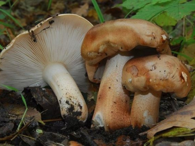 Гъба топол нощ: описание и снимка, където расте, рецептите са стъпка по стъпка за зимата у дома