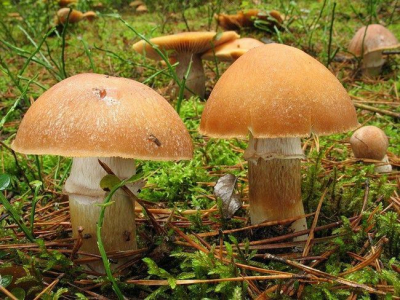 Кокошки гъби или петли: описание и снимка, приложение, места за покълване, рецепти у дома стъпка по стъпка