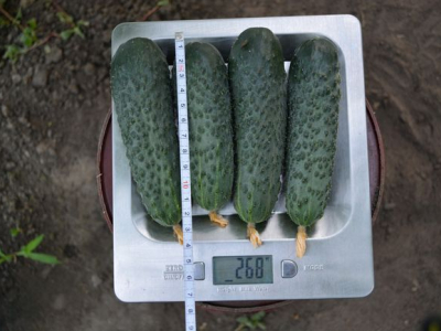 Най-добрите сортове краставици за 2022 г.: вкусни и продуктивни за открита земя, оранжерии