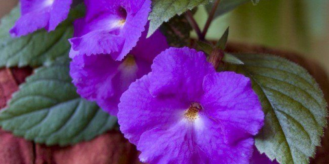 Ахименес (48 снимки): видове и правила за грижа