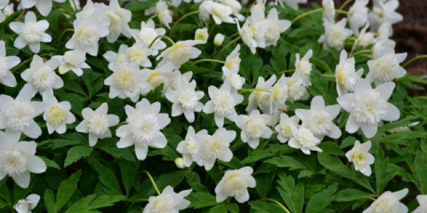 Anneman dubravny - нежна и крехка красота със сняг цели цветя