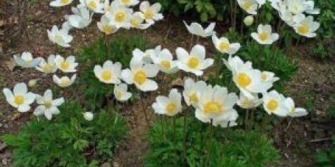 Антемол многогодишен - кацане и отглеждане на цвете в градината