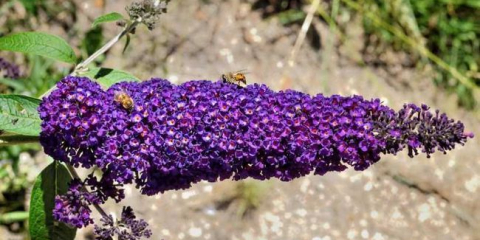 Buddleya david - сортове сортове, съвети за засаждане, грижи, торене и лечение. Характеристики на размножаването и зимуването на растенията