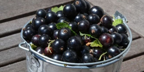 Черно касис със захар за зимата без готвене + пропорция и рецепта с малини