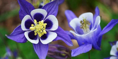 Цвете aquilegia - сортове сортове, особености на засаждане и грижи в открито поле, препоръки за поддръжка и размножаване