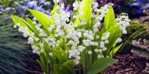 Цветя от момина сълза в градинския ландшафтен дизайн