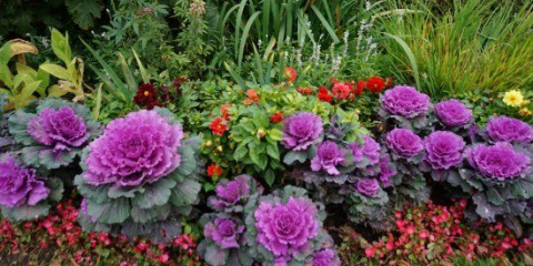 Декоративно зеле в цветна леха - приложение в ландшафтен дизайн