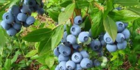 Градински боровинки - засаждане и отглеждане на храсти в лятна вила