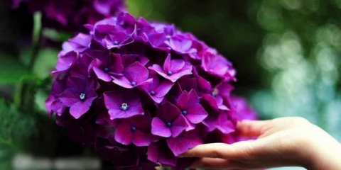 Хидроангията: сортове сортове, правила за кацане и грижи, методи за размножаване, възможни заболявания и методи за лечение