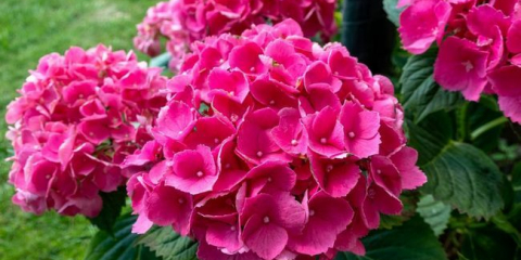 Градинска хортензия: засаждане и грижи на открито