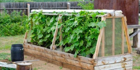 Крастав кръг - 105 снимки и видео описание на изграждането на десните легла на краставици