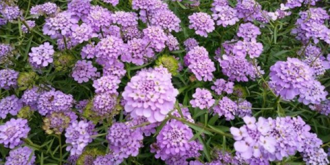 Iberis umbrella: расте от семена, когато се засажда върху разсад