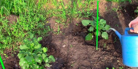 Елегантна далия акита с двойни цветя