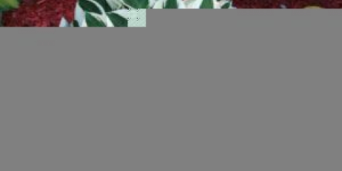 Как домакинът се размножава чрез семена, разделяне на храста, резници: описание