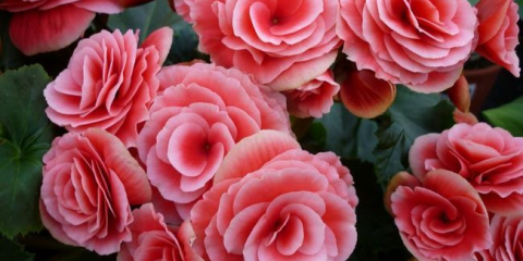 Как се размножава грудковата бегония - начини за отглеждане на цвете в страната