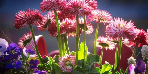 Какви непретенциозни цветя за даване може да се приземи на цветното платно близо до къщата