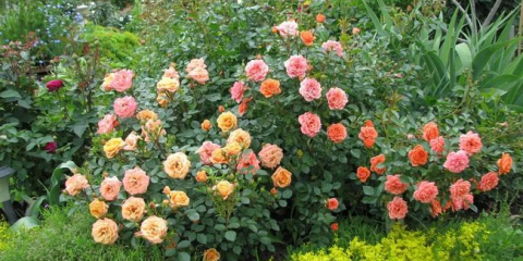 Какви рози са най-добрите за частна градина - описания на популярни видове