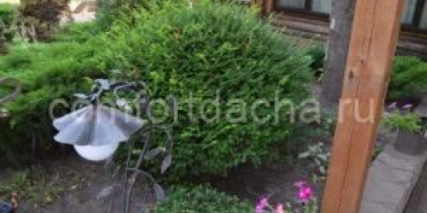 Какви вечнозелени храсти са най-подходящи за градината - описание