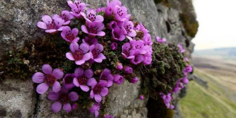 Карти: характеристики и видове. Характеристики на нарастващата камера у дома. Тайните на кацане, поливане, възпроизвеждане. Снимка и видео ревюта от градинари