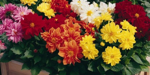 Малки джудже далии - преглед на най-добрите сортове + инструкции за отглеждане