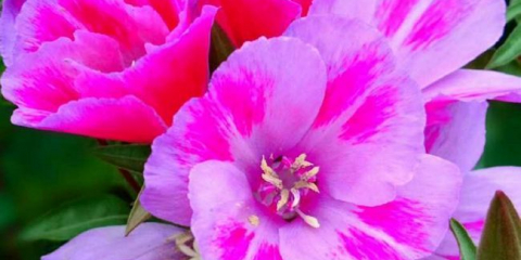 Изящна clarkia: характеристики на сортовете, правила за грижа за растението, изисквания към почвата. Възможни заболявания и лечения