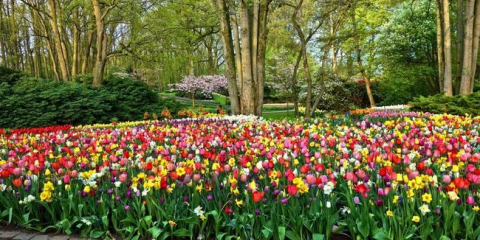 Цветно легло от трайни насаждения за начинаещи даша: схема за кацане