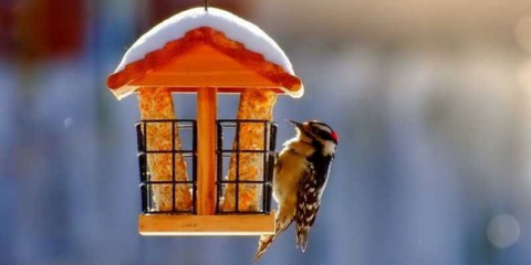 Захранващо устройство за птици - преглед на идеите за изграждане на хранилки и птици със собствените си ръце (135 снимки и видео)