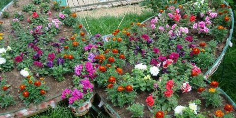 Красиви годишни цветя: 130 снимка на идеи за приложение в ландшафтен дизайн и опции за приложение при декориране на градина