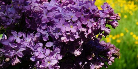 Храсти за вили - видове, заглавия, опции за приложение и описания на характеристиките (140 снимки)