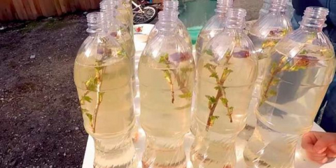 Kvass от сок от бреза у дома - 8 рецепти на бреза квас