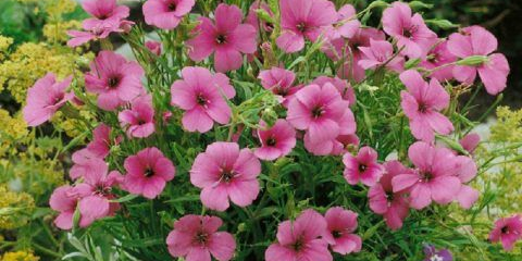 Lichnis (вискокрипция): отглеждане на разсад от семена, кацане, снимка