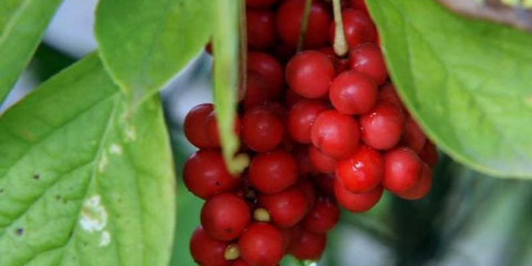 Китайска лимонена трева - топ 150 снимки на видове. Историята на произхода на китайската лимонена трева. Декоративни свойства. Видео инструкции за отглеждане със собствените си ръце