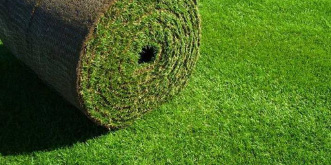 Най-добрата тревна трева: видове и характеристики на покритието за морава. Характеристики на използването на трева в ландшафтния дизайн (120 снимки и видеоклипове)