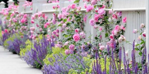 Топ цветя за вила: топ 150 снимки на сортове и видове. Правила за избор на цвят, кацане и култивиране в страната