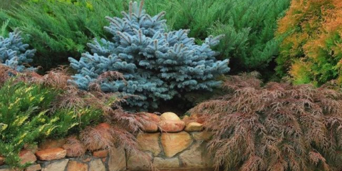 Най-добрите иглолистни дървета за ландшафтен дизайн в градината в страната