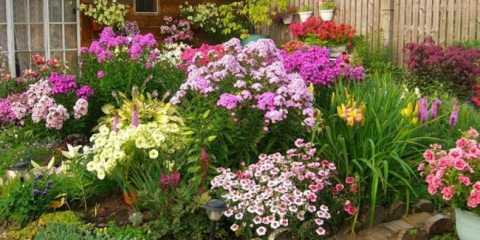 Многогодишни цветя за даване - имена и описания, особености на избор